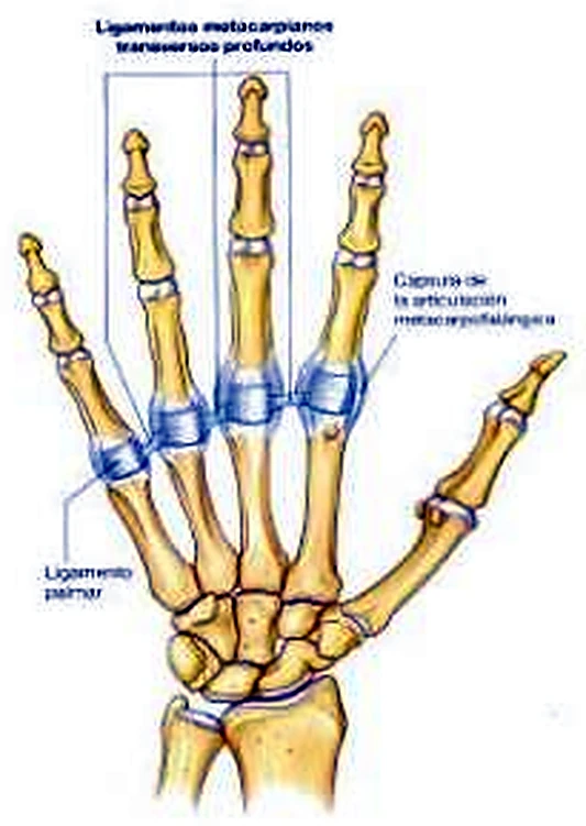 El esqueleto de la mano por delante, con los ligamentos en azul claro en la base de los dedos.