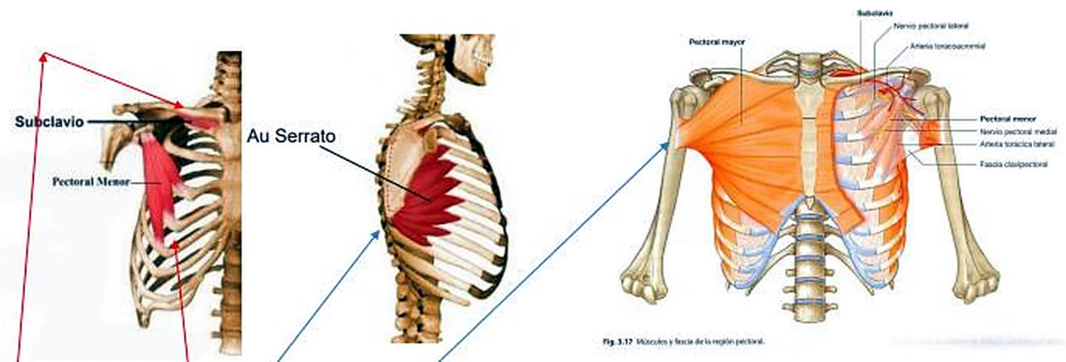 Tres dibujos: dos esqueléticos con músculos rojos y uno con el pectoral mayor.