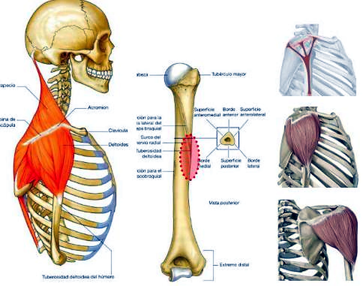 A la izquierda la parte superior del cuerpo con los músculos, en el centro el húmero y a la derecha tres fotografías del hombro.