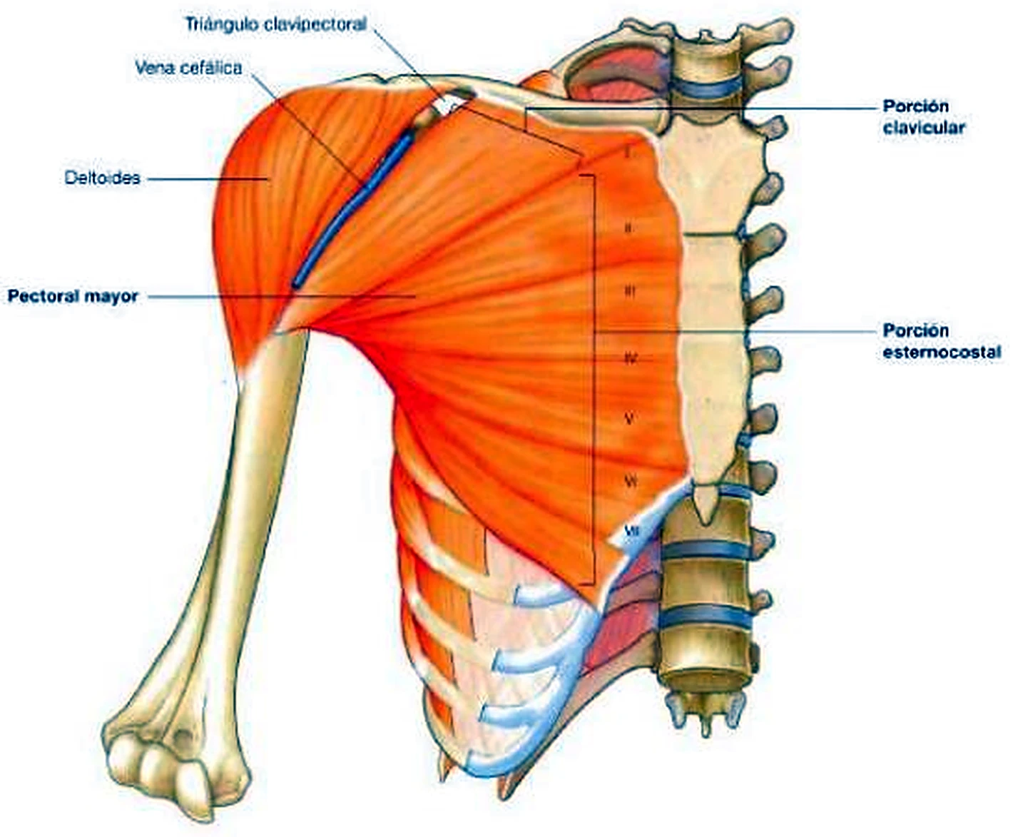 La cara anterior del tórax, con el pectoral mayor en naranja y una vena en azul.