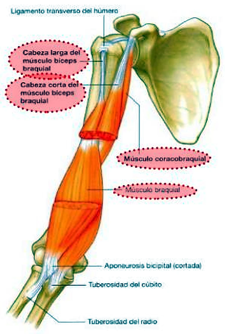 El brazo por delante, con los músculos en naranja y la escápula en verde claro.