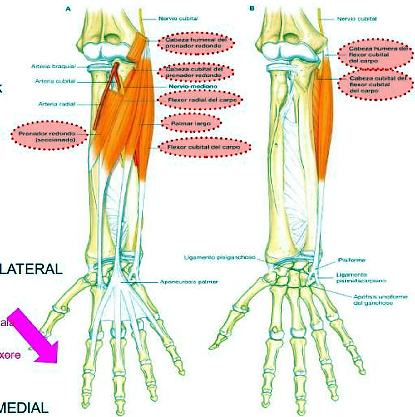 Dos dibujos del antebrazo con los músculos en rojo y etiquetas rosadas.