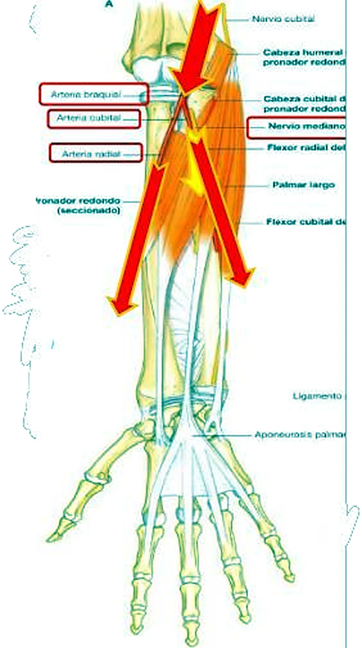 El antebrazo por delante, con el trayecto de las arterias marcado con grandes flechas rojas.