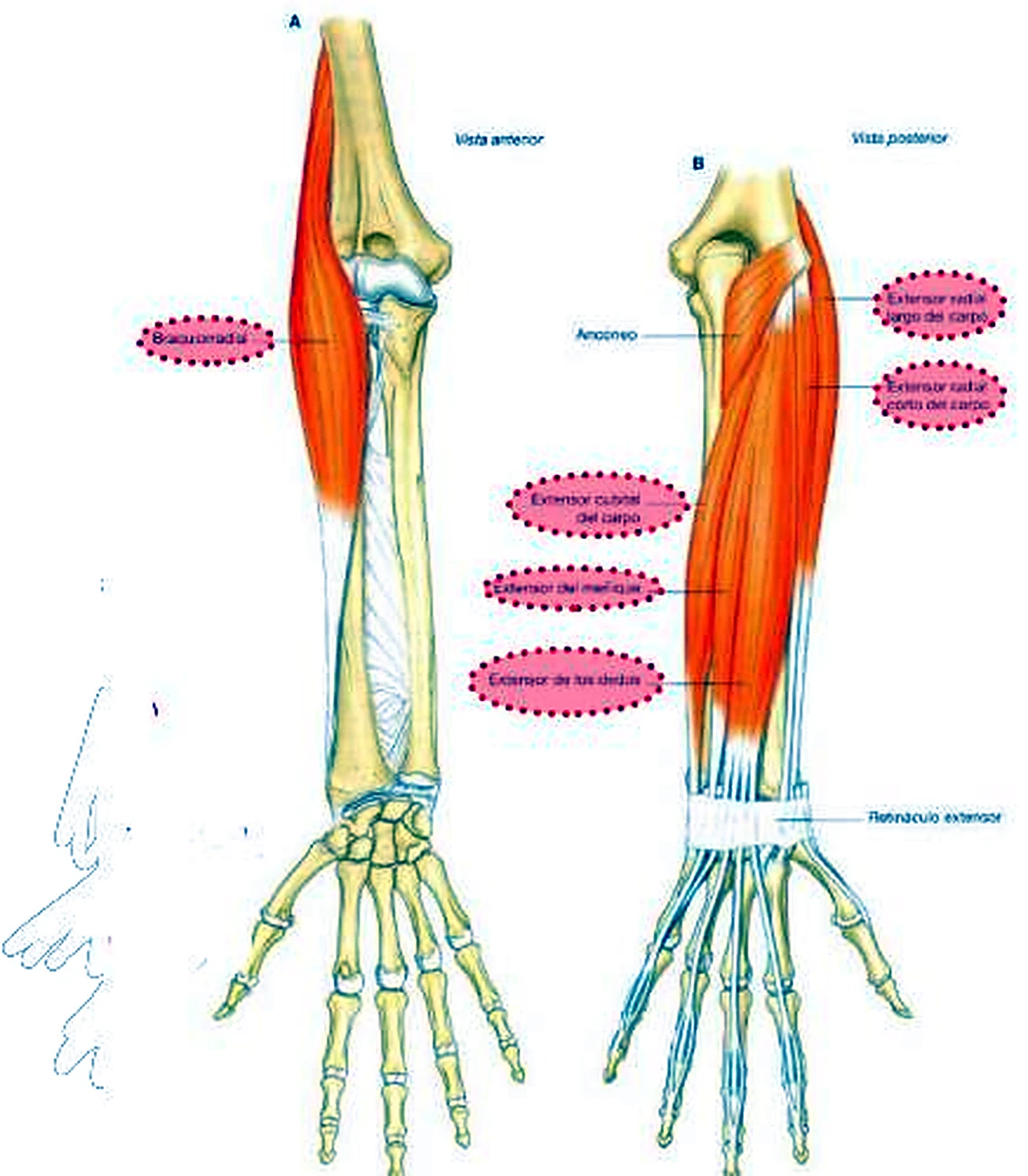 Dos dibujos del antebrazo, por delante y por detrás, con los músculos en rojo y etiquetas rosadas.