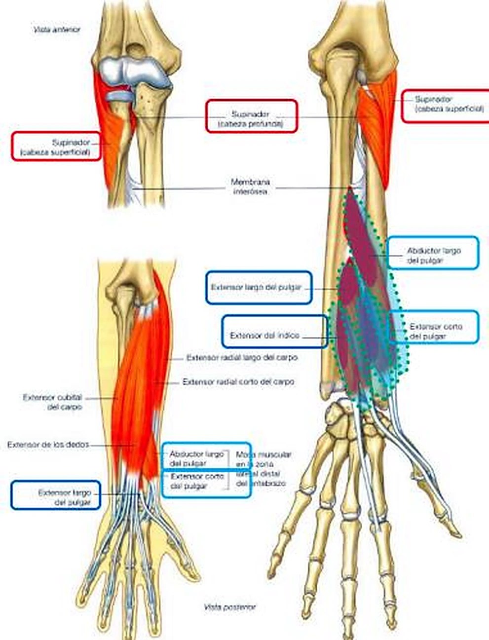 Cuatro dibujos del antebrazo, el supinador arriba y los músculos del pulgar coloreados abajo.