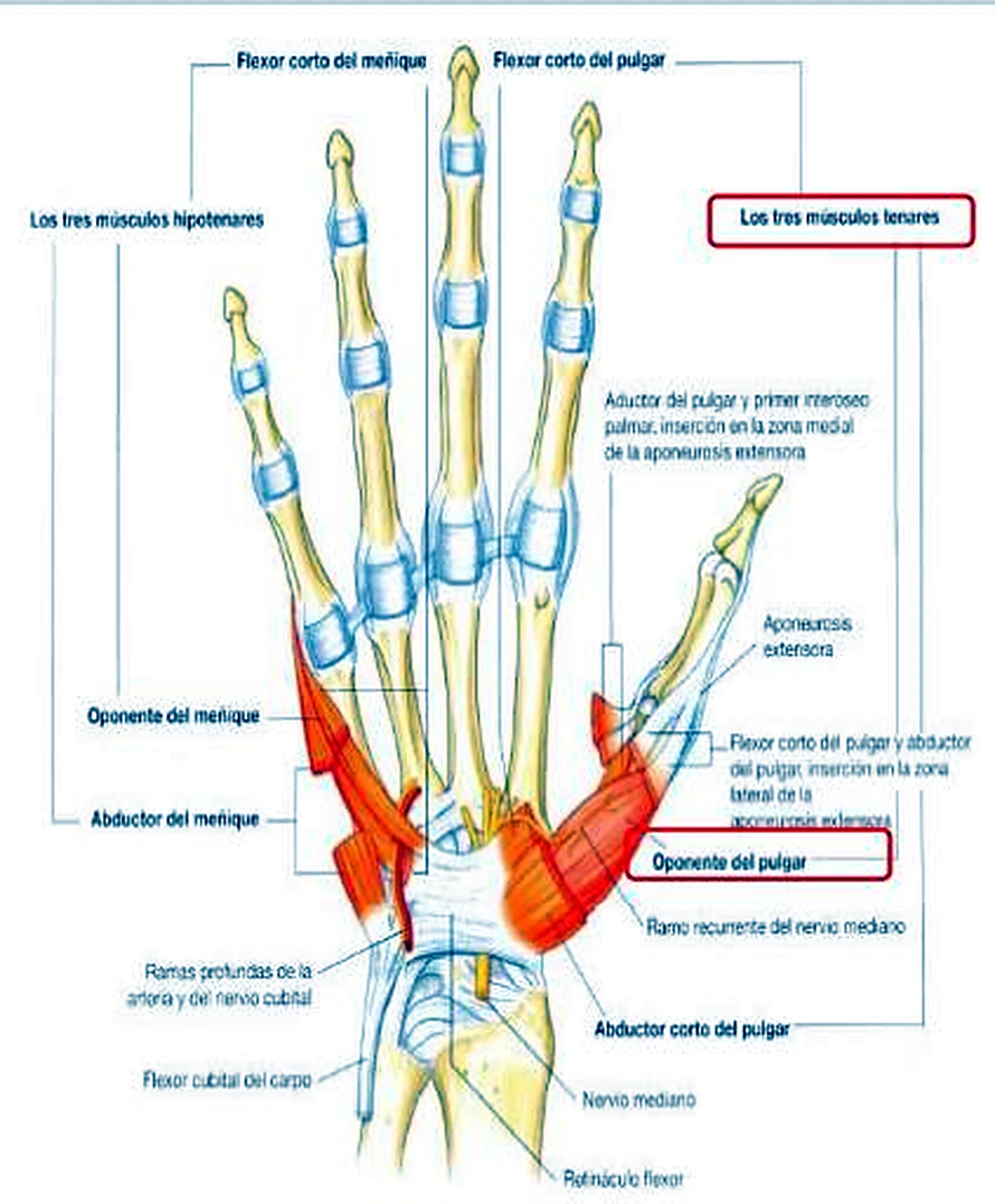 El esqueleto de la mano con músculos rojos a ambos lados y muchas etiquetas.