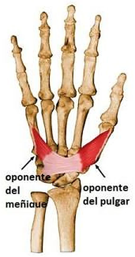 El esqueleto de la mano en gris, con dos músculos rosados en los metacarpianos.
