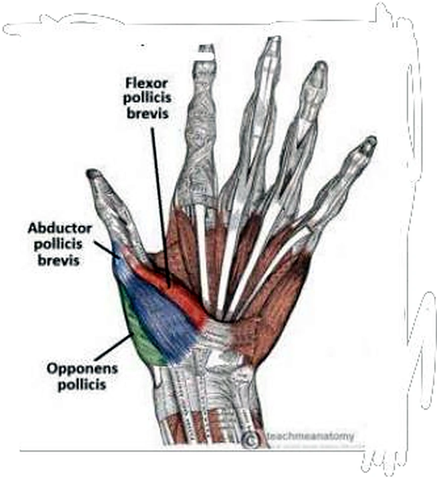 Dibujo antiguo de la mano, con tres músculos en azul, rojo y verde.