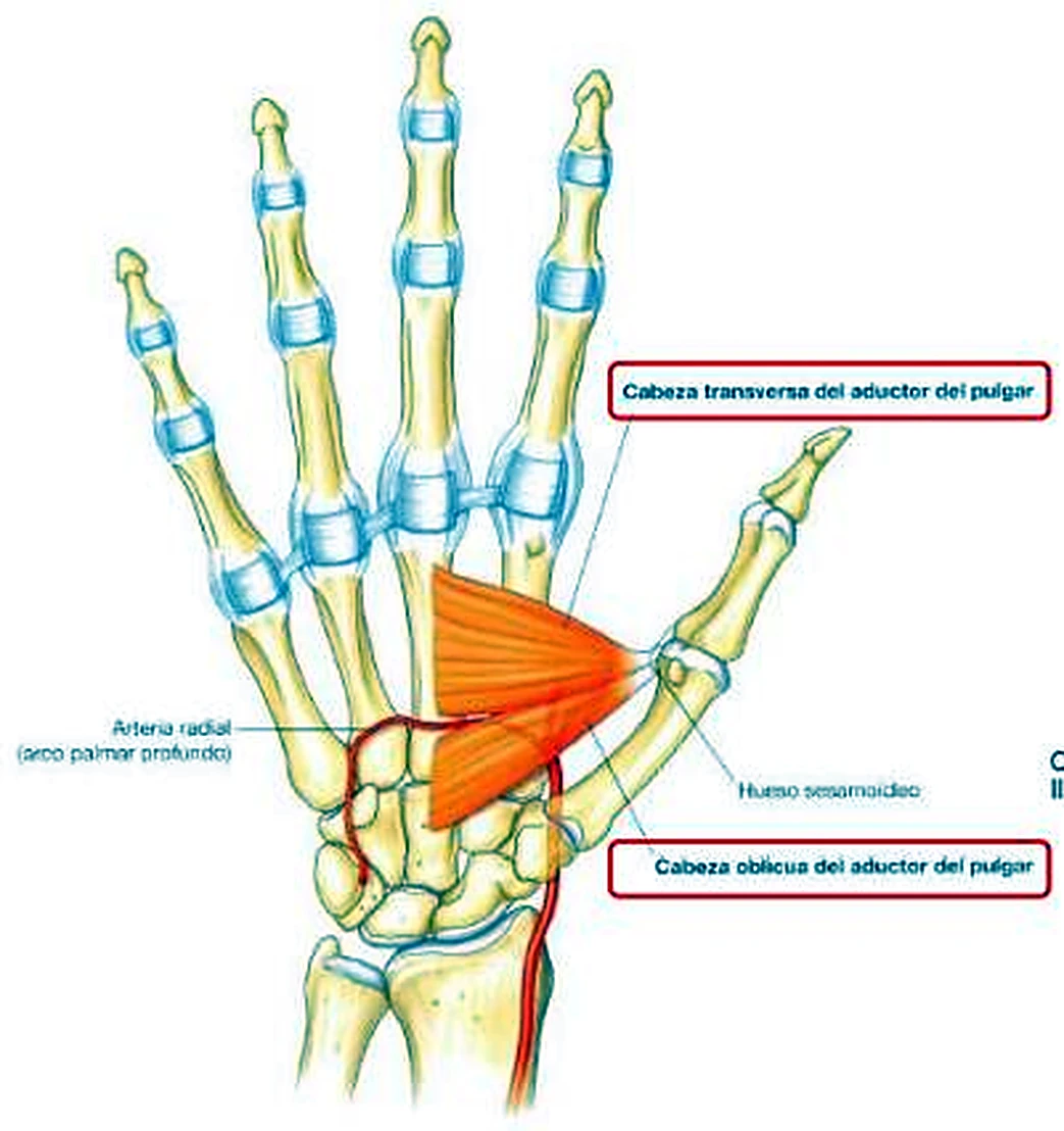 El esqueleto de la mano, con un gran músculo triangular en naranja en el centro.