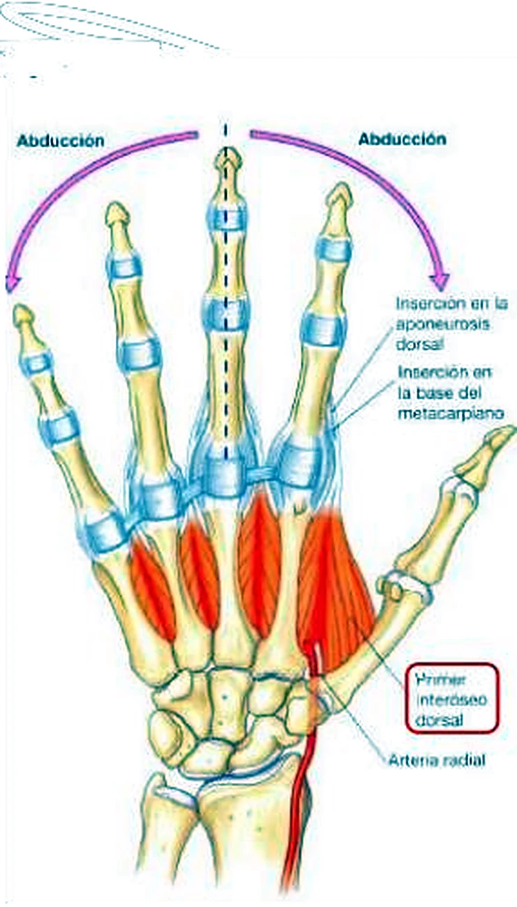 El esqueleto de la mano por detrás, con músculos rojos entre los metacarpianos y flechas moradas.