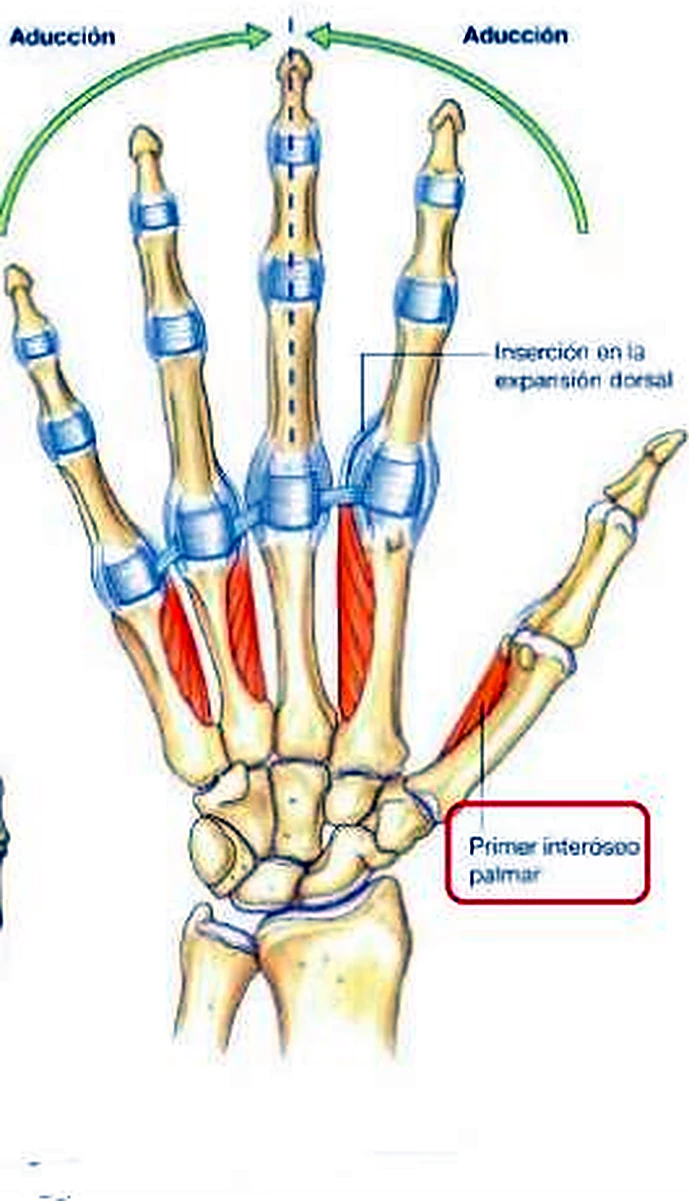 El esqueleto de la mano por delante, con músculos rojos finos y flechas verdes.