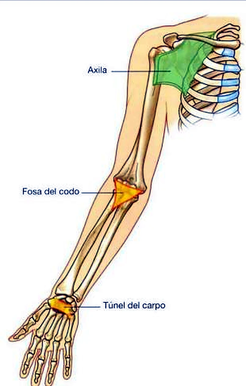 Un brazo entero, con tres zonas coloreadas: la axila en verde y el codo y la muñeca en naranja.