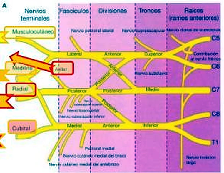 Un esquema morado organizado en columnas, con los nervios en amarillo y cuatro nombres en recuadros.