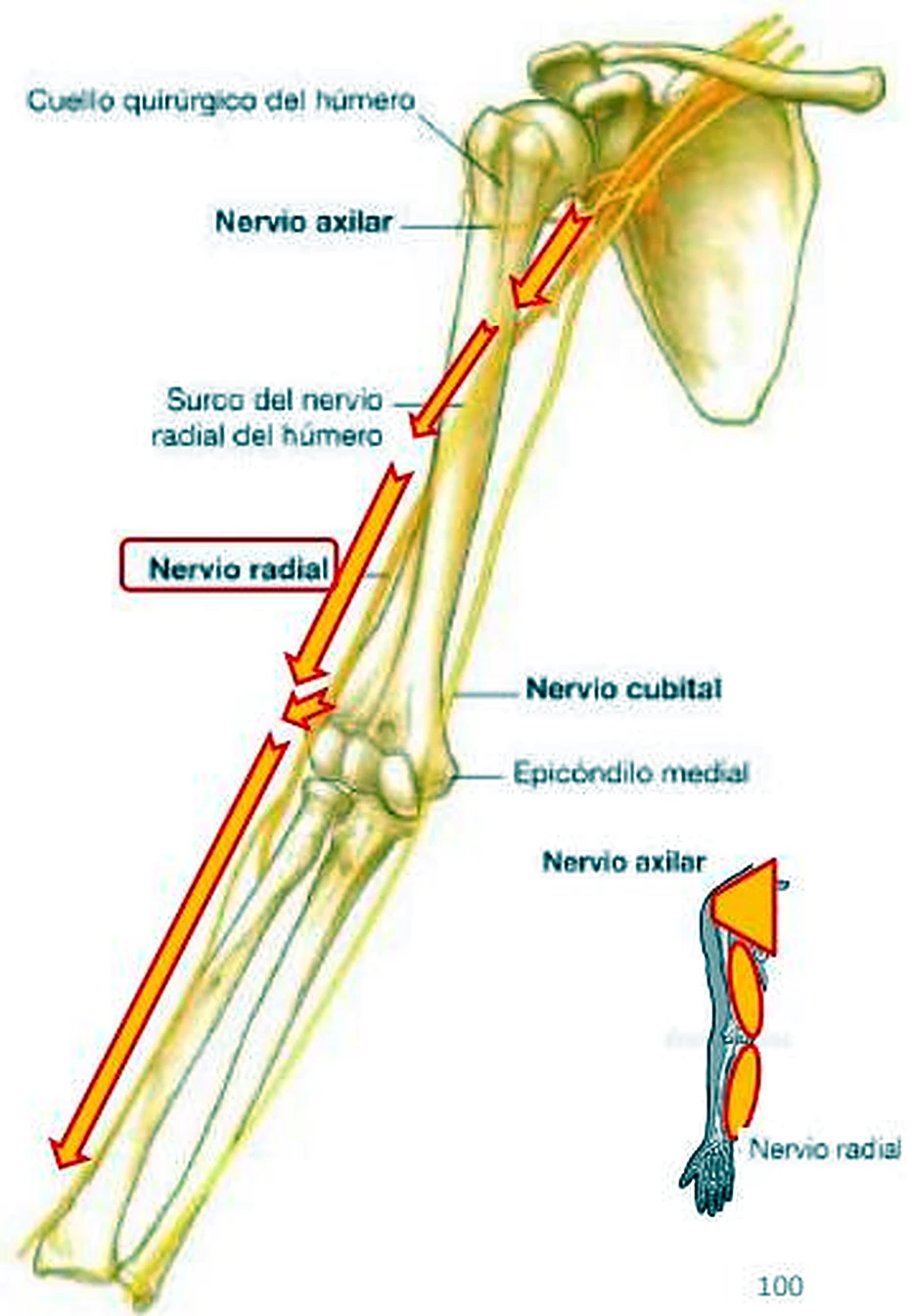 El esqueleto del brazo, con el recorrido de los nervios marcado con gruesas flechas naranjas.