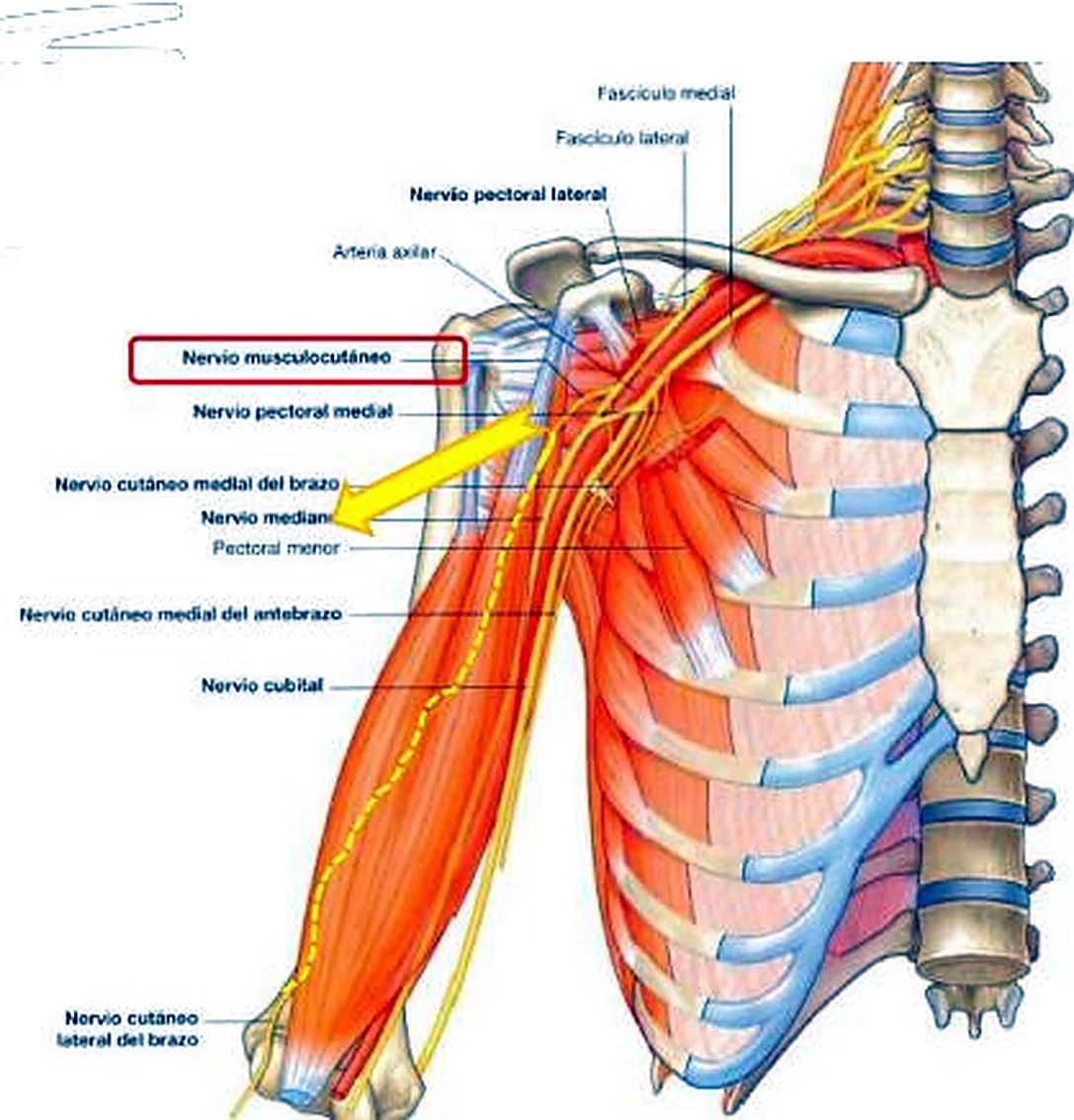 La parte superior del tórax y del brazo, con los nervios en amarillo y los músculos en naranja.