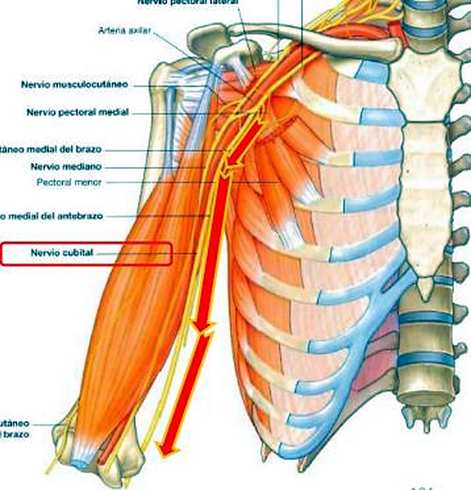 El brazo y el tórax, con una flecha roja que marca el trayecto del nervio cubital.