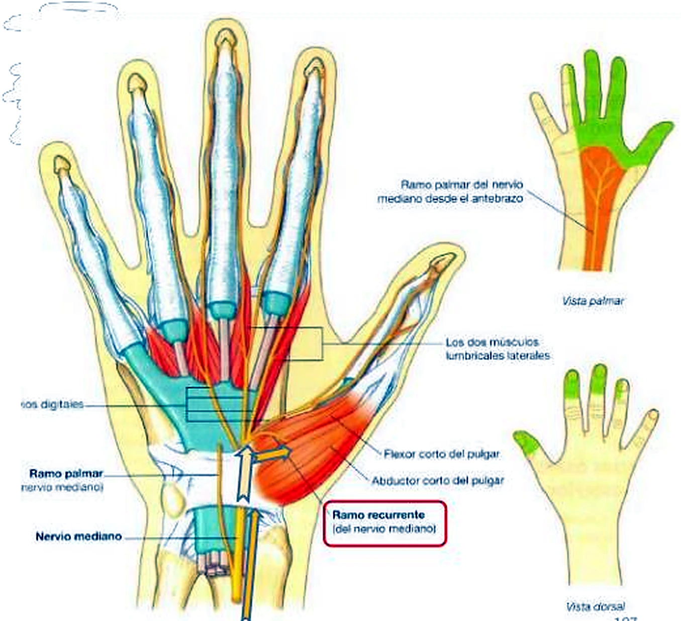 La palma de la mano con los músculos y a la derecha dos siluetas de la mano con zonas coloreadas.