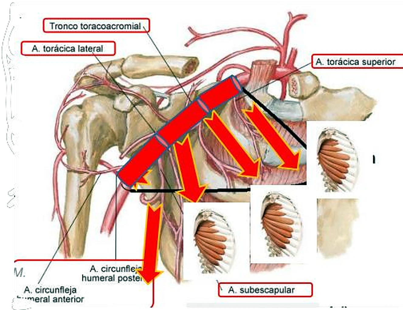 El esqueleto del hombro con las arterias en rojo y gruesas flechas naranjas.