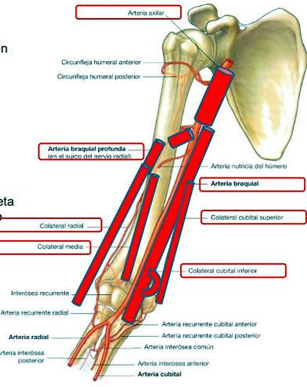 El esqueleto del brazo, con las arterias en rojo y etiquetas en recuadros rojos.