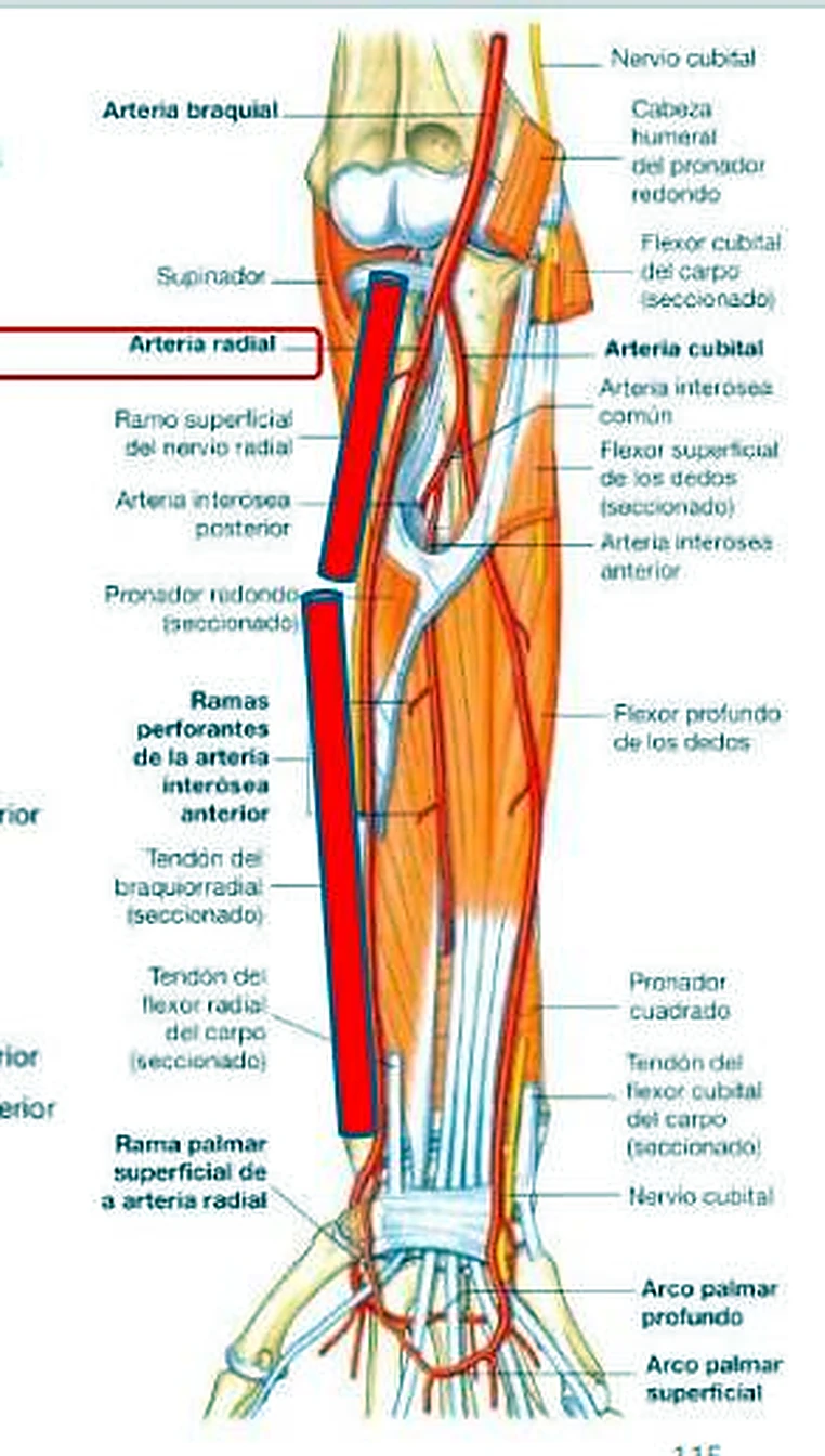 El antebrazo por delante, con la arteria radial subrayada con una barra roja.