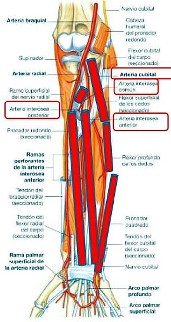 El antebrazo por delante, con varias arterias marcadas con barras rojas.