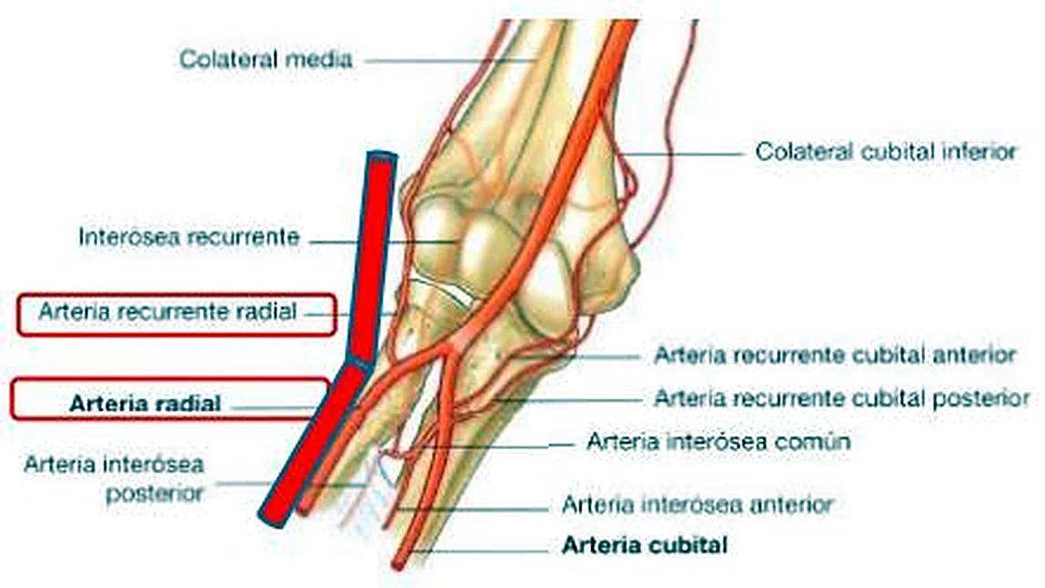 El esqueleto del codo, con arterias rojas y dos etiquetas en recuadros.