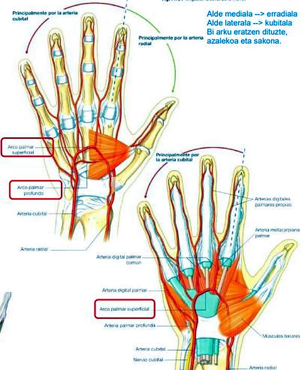 Dos dibujos de la mano, con las arterias en rojo y los arcos marcados con recuadros.
