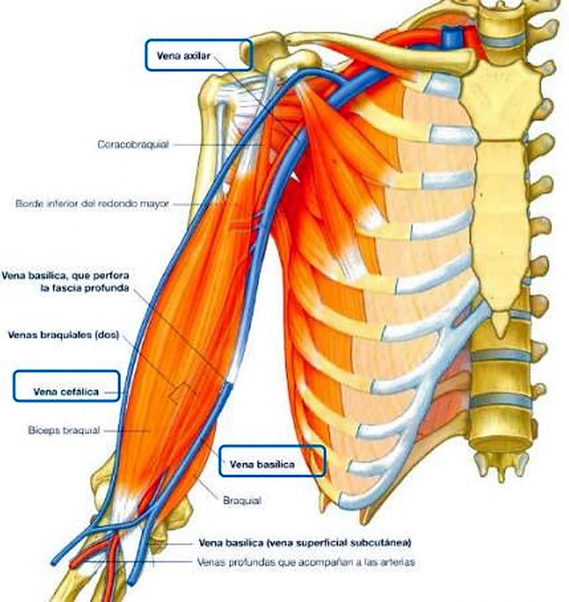 El brazo y el tórax, con las venas en azul y los músculos en naranja.