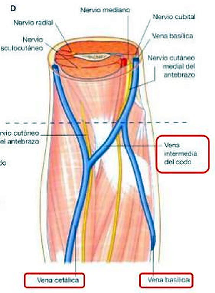 Corte circular del brazo, con las venas en azul y los nervios en amarillo.