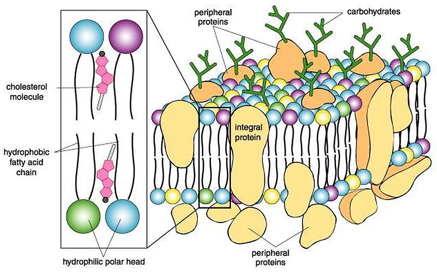 Un corte de la membrana: las bolas de colores son las cabezas y las colas van hacia dentro; proteínas grandes encajadas en la bicapa y ramas verdes por encima.