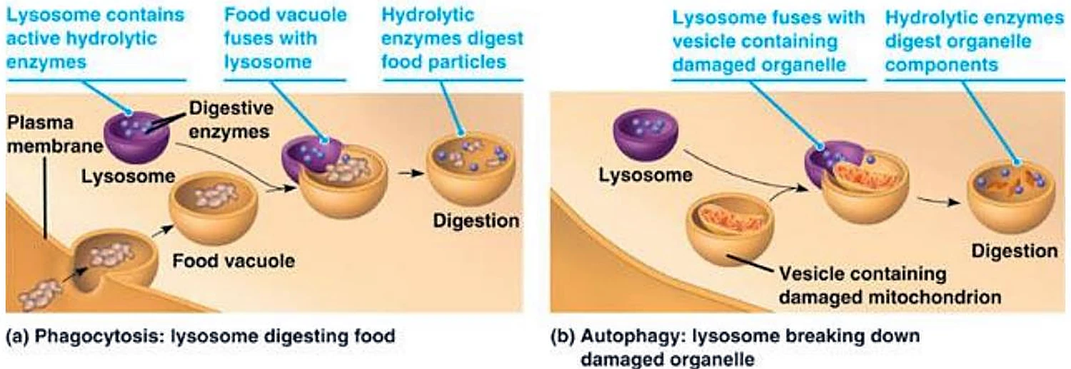 Dos secuencias: un lisosoma morado fusionándose con una vesícula y digiriendo su contenido.