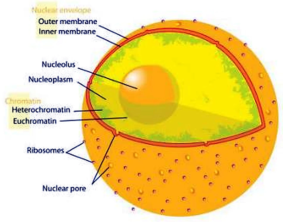 Una esfera naranja con un trozo retirado, dentro una esfera pequeña y zonas verdes.