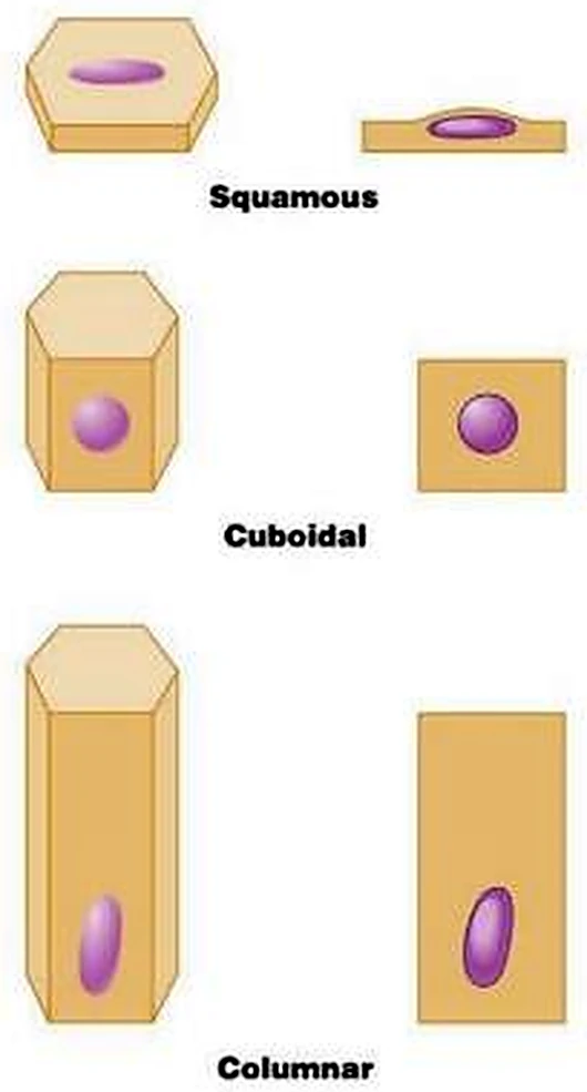 Tres prismas: el plano con el núcleo alargado, el cubo con el núcleo redondo y el alto con el núcleo ovalado.