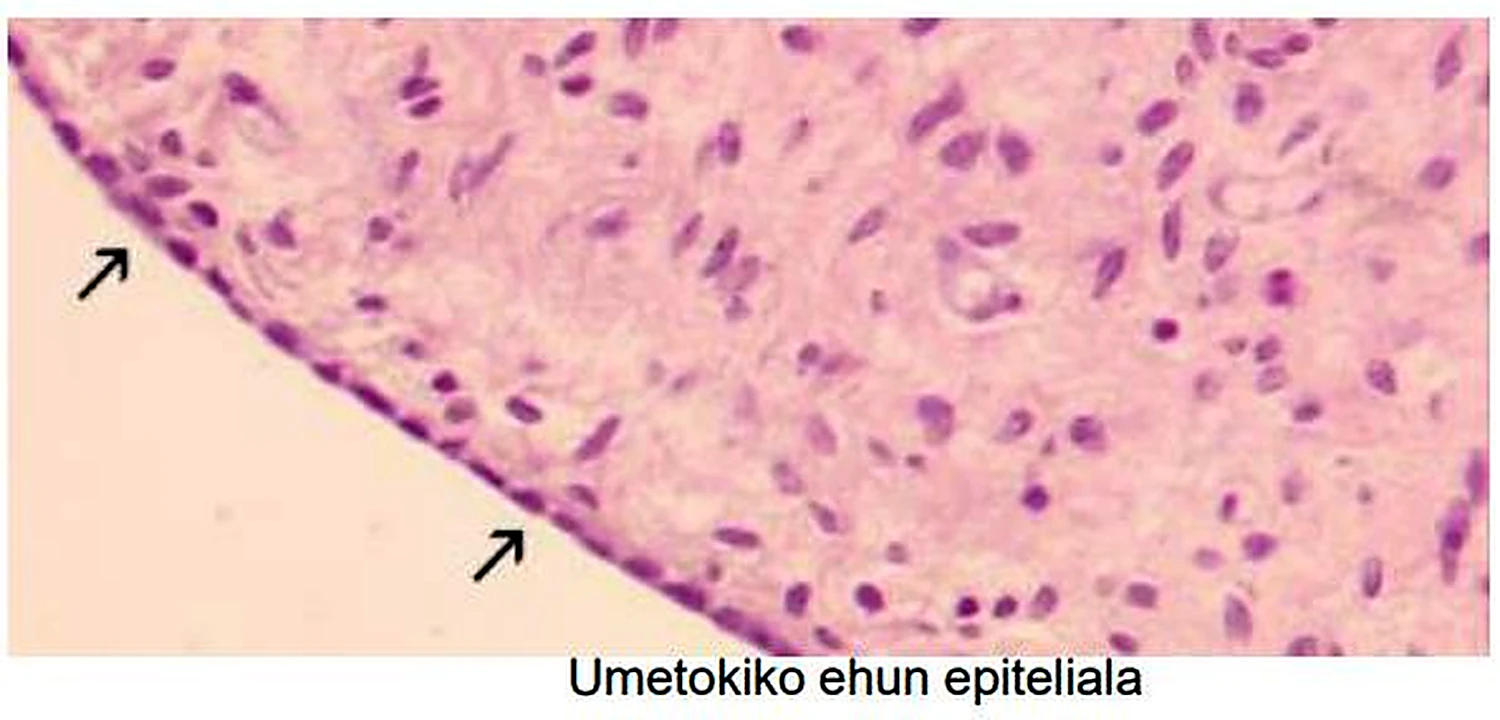 Una imagen de microscopio rosada, en el borde una fina línea de células planas con flechas.