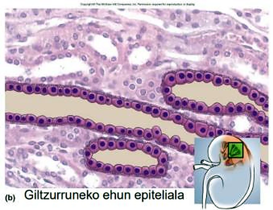 Imagen de microscopio: círculos y óvalos, con núcleos redondos morados en el borde.