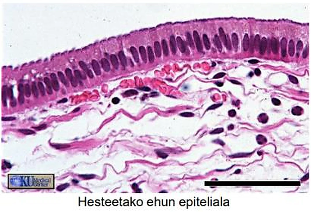 Imagen de microscopio: arriba una banda de células altas y debajo tejido conectivo laxo.