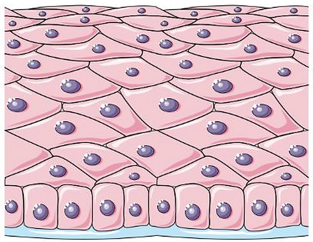 Muchas capas de células rosadas; la fila inferior cúbica y las superiores planas.