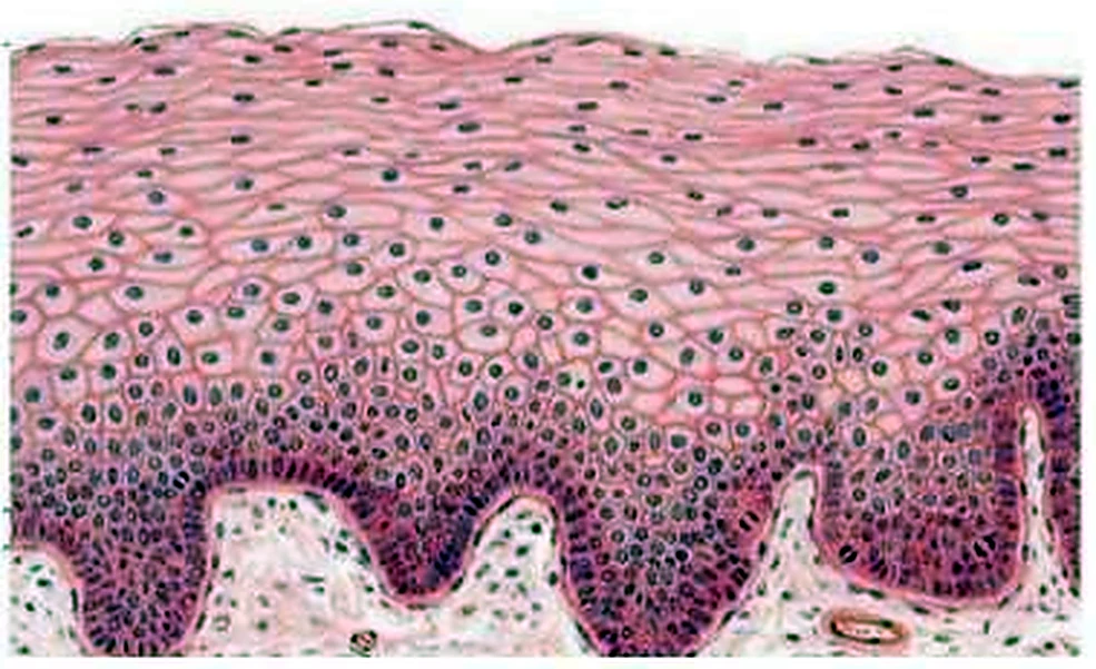 Imagen de microscopio: una capa gruesa de células con la parte inferior ondulada.