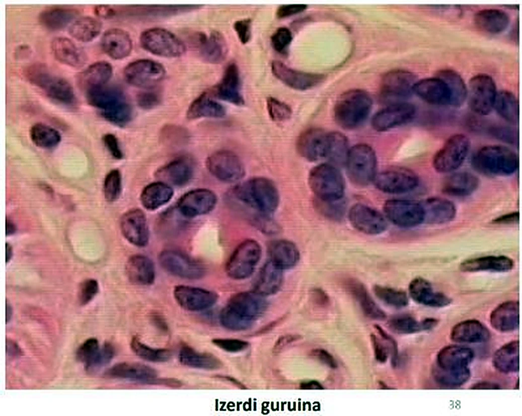 Imagen de microscopio: cortes de conductos, con dos capas de núcleos redondos.