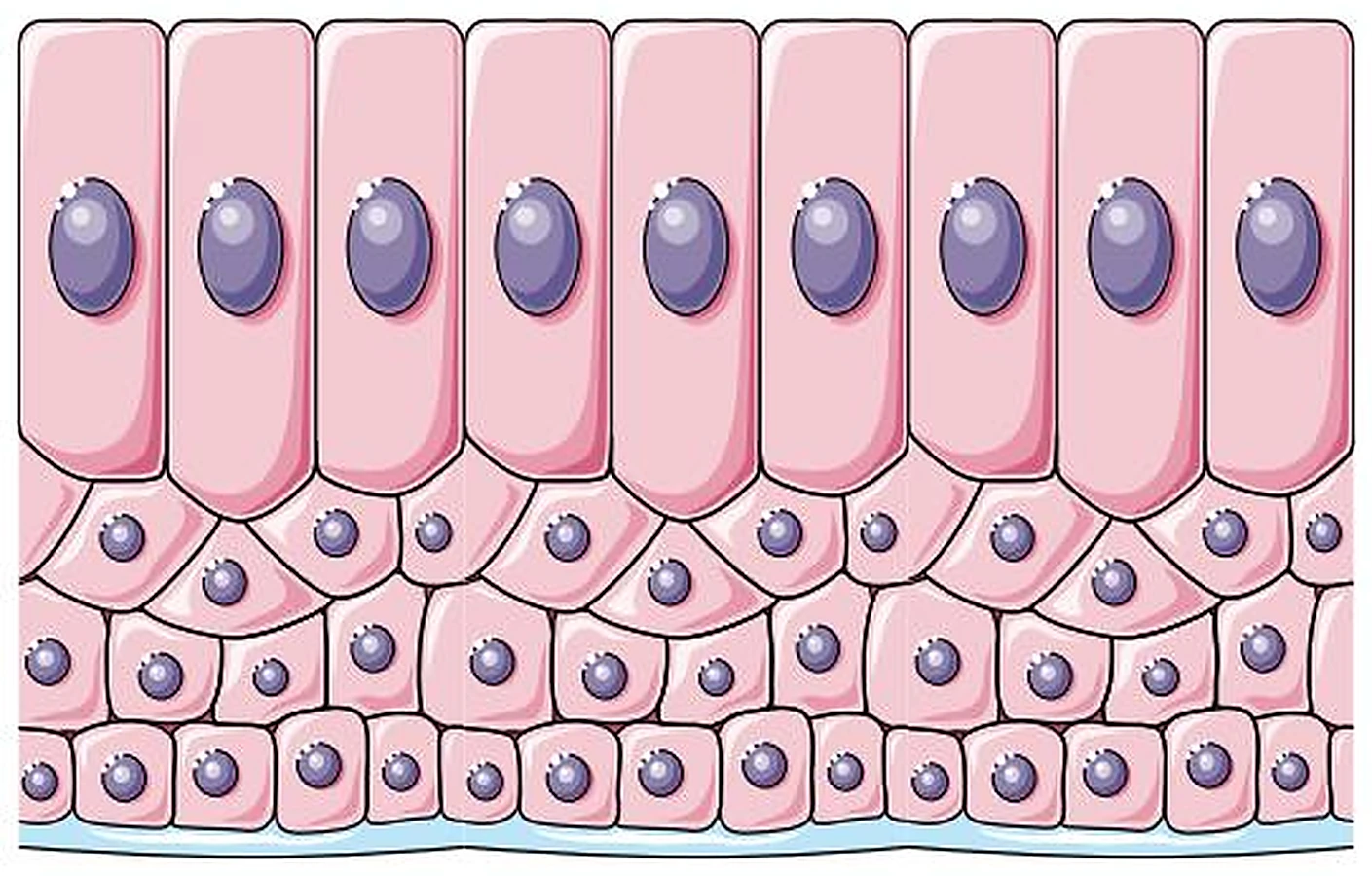 Arriba una fila de células rosadas altas y debajo dos capas de células pequeñas y redondas.