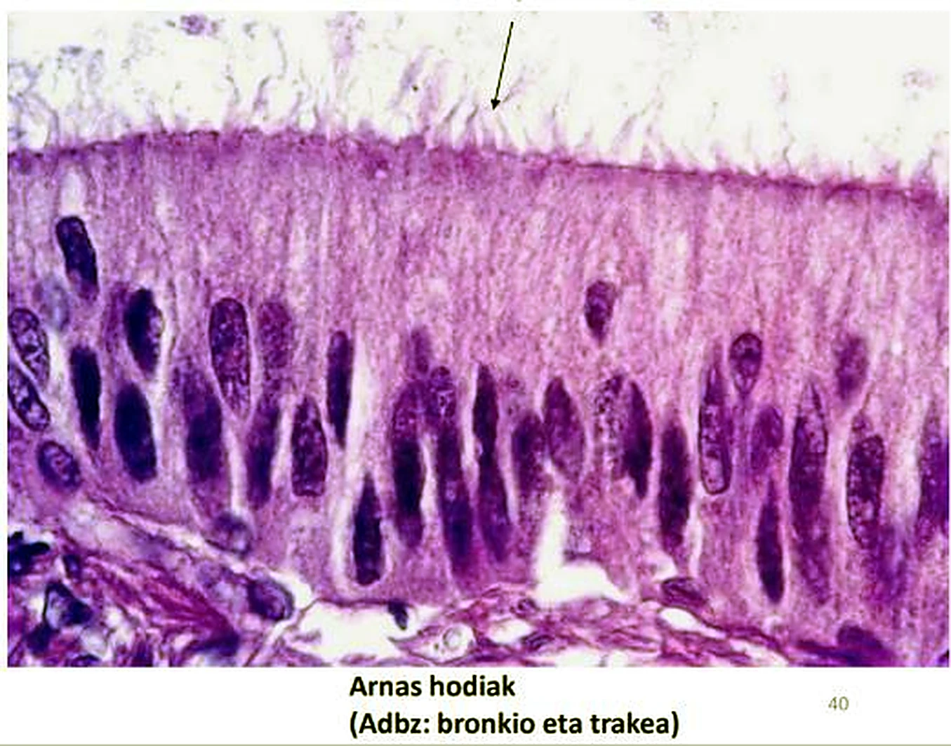 Imagen de microscopio: células alargadas, núcleos oscuros a distintas alturas y arriba pelillos finos.