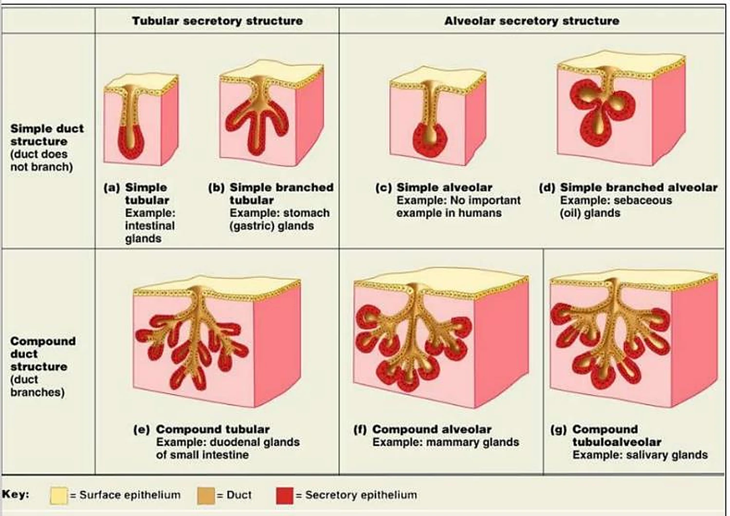 Siete bloques rosados en una tabla, en cada uno una forma glandular roja con el conducto amarillo.