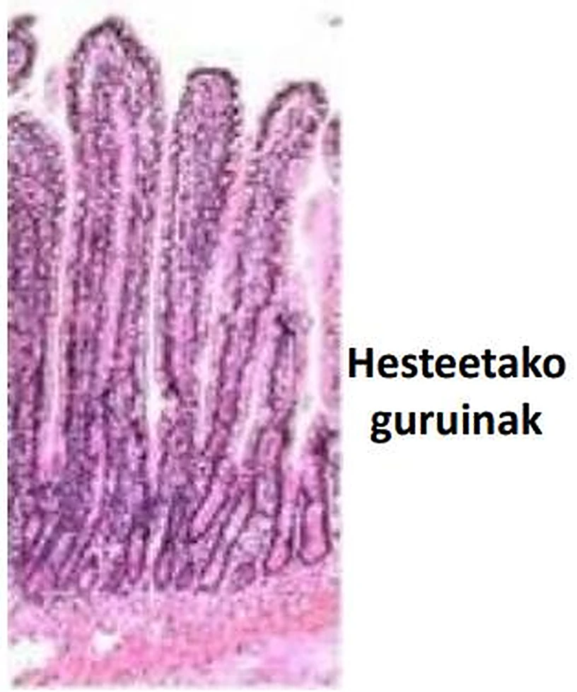 Imagen de microscopio: pliegues alargados y paralelos en forma de dedo.