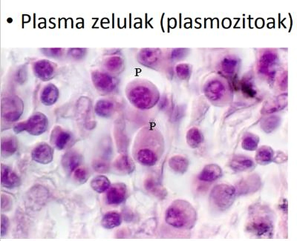 Imagen de microscopio: células redondas moradas y la letra P.
