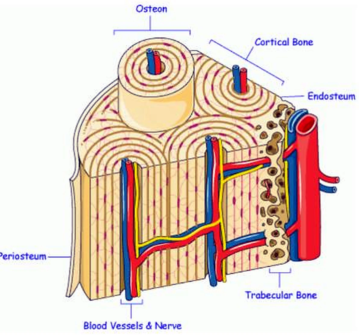Dibujo de un fragmento de hueso: arriba cilindros con anillos, vasos rojos y azules dentro y a la derecha una red.
