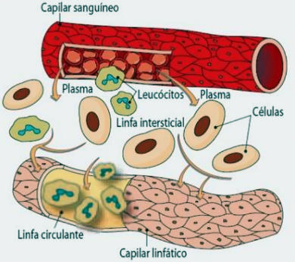 Un capilar sanguíneo rojo arriba, un capilar linfático amarillo rosado abajo y entre ambos células y flechas.