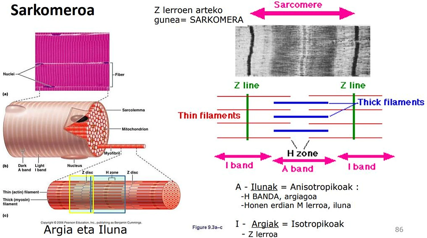 Esquema de una fibra estriada, una miofibrilla ampliada y el dibujo de los filamentos finos y gruesos.