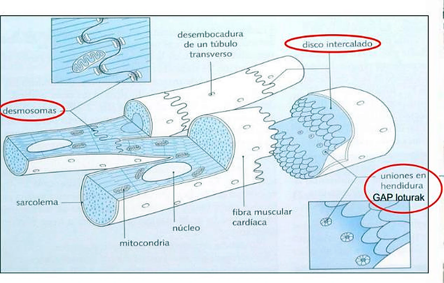 Esquema de fibras azules ramificadas, con las uniones ampliadas en círculos rojos.