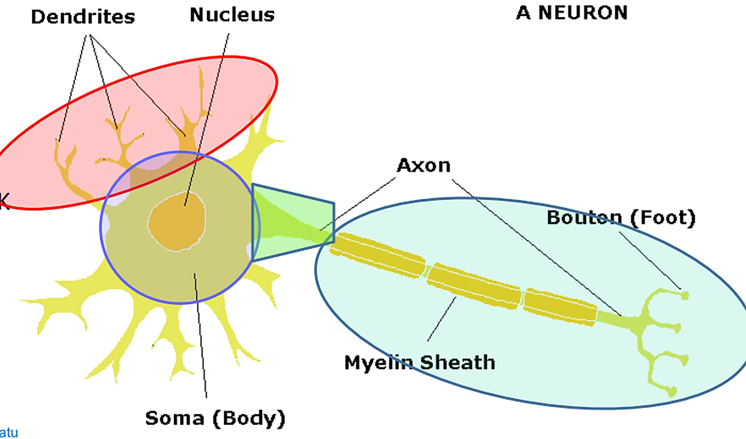 Una neurona amarilla: a la izquierda las ramas, en el centro el cuerpo redondo y a la derecha un axón largo con botones, con las zonas en óvalos de colores.