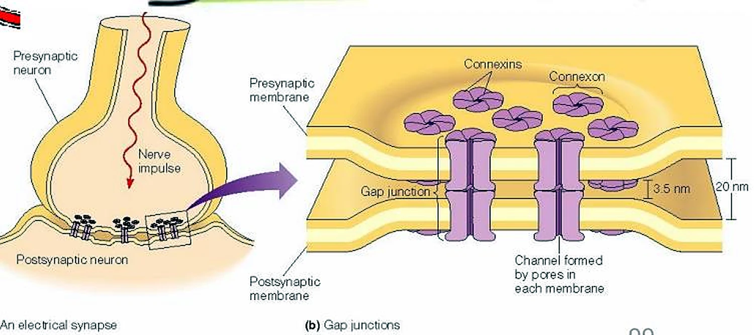 Los extremos amarillos de dos neuronas y ampliadas dos membranas paralelas, con canales morados.